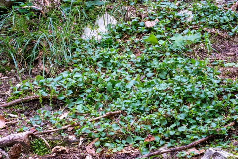 Veronica montana?  No, Veronica officinalis